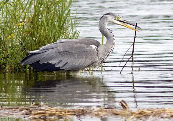 Blauwereiger080808F